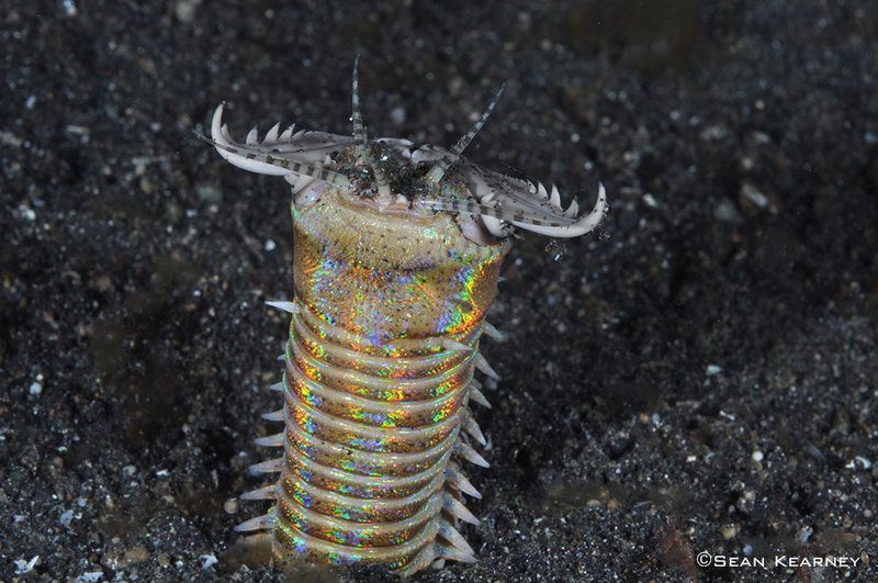 Bobbit Worm Nighttime Activity Tracking Logs