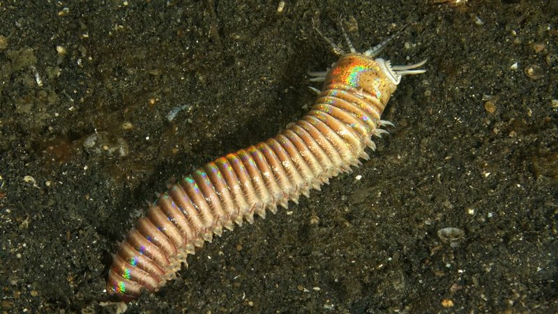 Bobbit Worm Species Around The World: Identification Guide