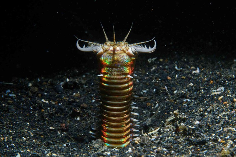 Bobbit Worms And Macroalgae Interaction In Sandbeds