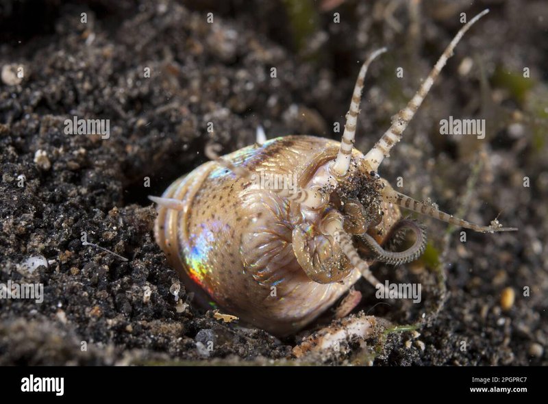 Bobbit Worms And Nocturnal Feeding Patterns