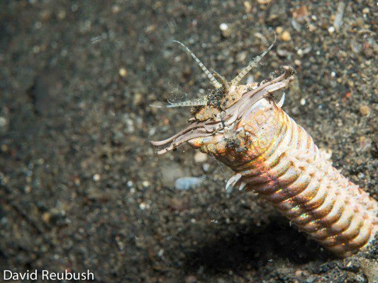 Bobbit Worms And Nocturnal Feeding Patterns