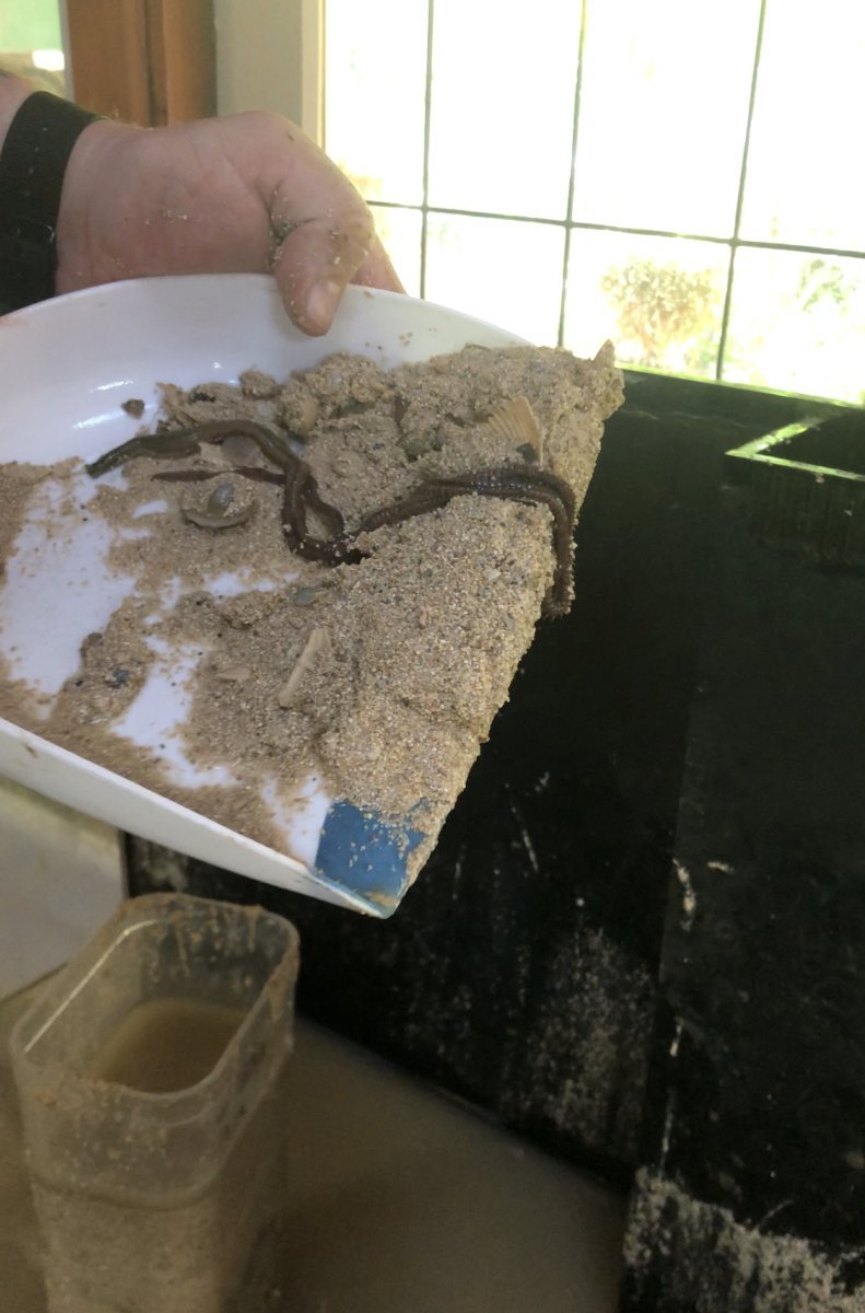 Bobbit Worms And Reef Safety For Snorkelers