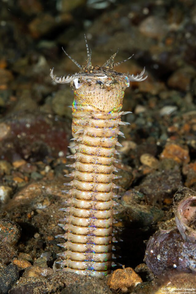 Bobbit Worms And Reef Safety For Snorkelers