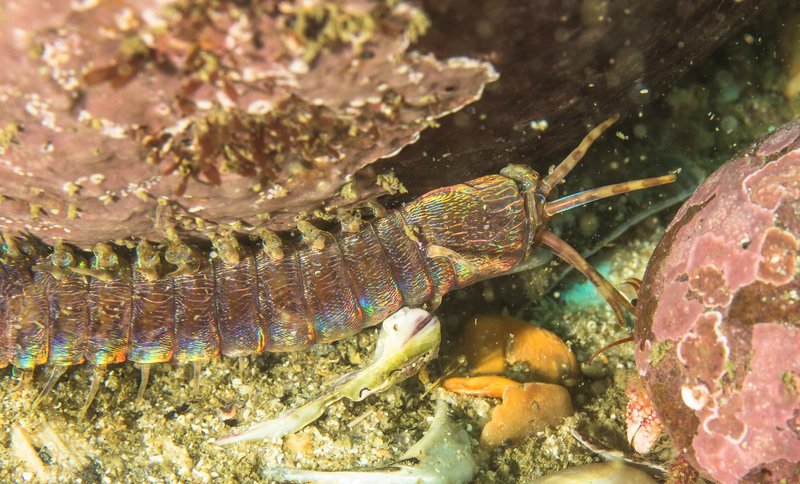 Bobbit Worms And Reef Tank Fish Losses: What To Know