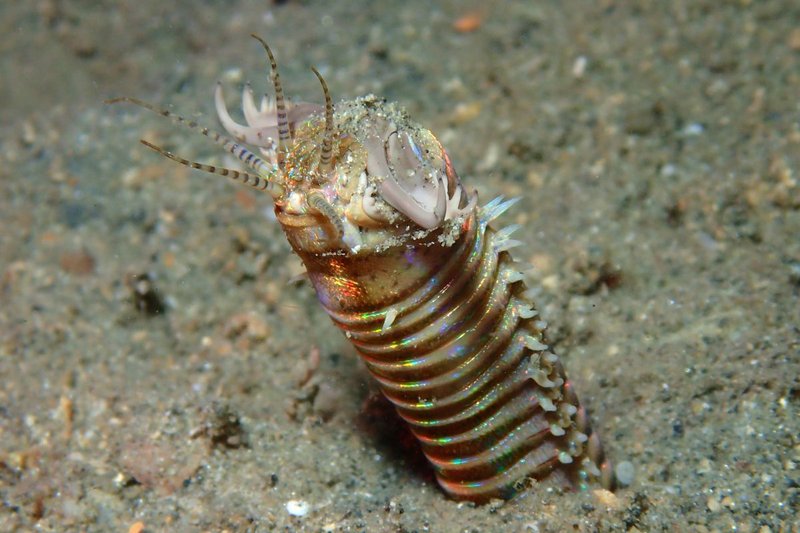 Bobbit Worms In Public Aquariums: Handling And Display