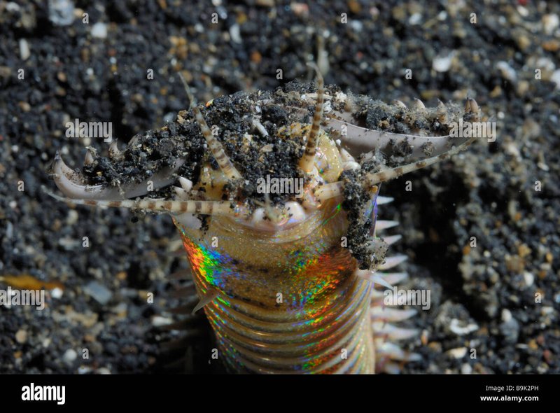 Bobbit Worms In The Wild: Locations For Observation