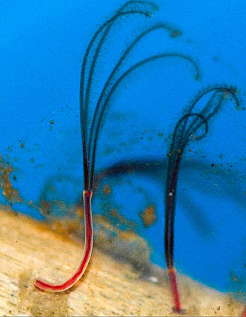 Bone-Eating Worm And Its Role In Soil Or Aquatic Ecosystems