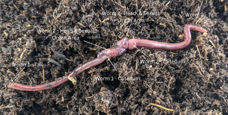 Bone-Eating Worm Reproduction: Mating, Eggs, And Larvae Facts