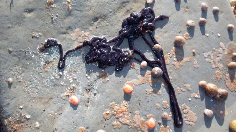 Bootlace Worm Behavior During Storm Surges
