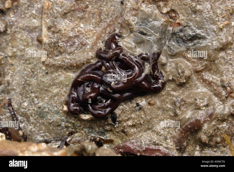 Bootlace Worm Behavior In Rocky Shorelines