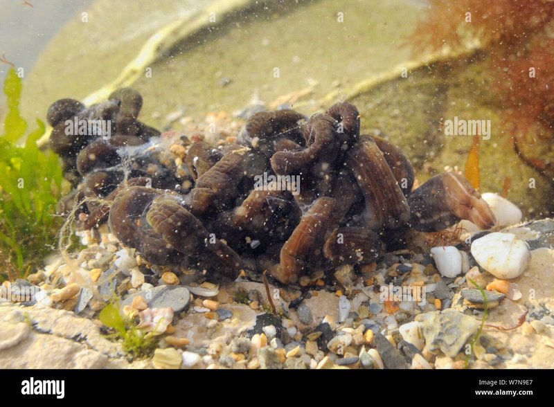 Bootlace Worm Behavior In Rocky Shorelines