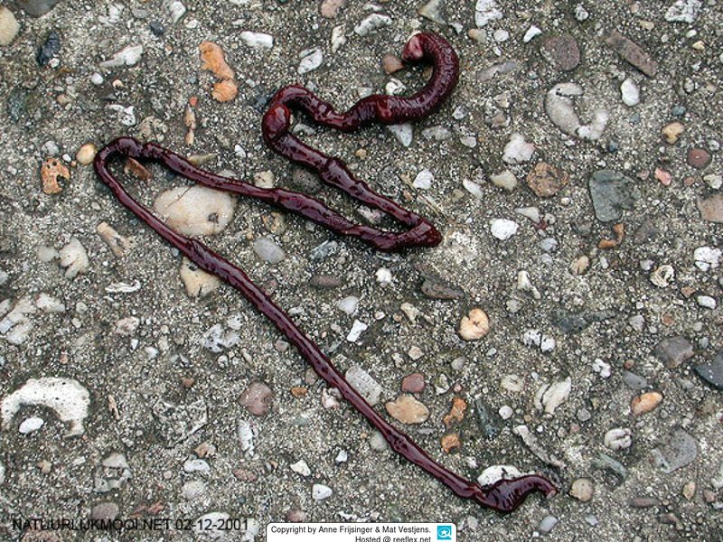 Bootlace Worm Fossils And Ancient Relatives