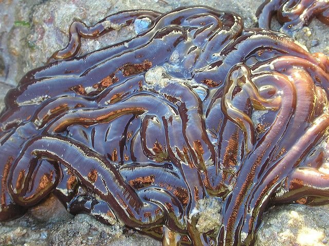 Bootlace Worm Fossils And Ancient Relatives