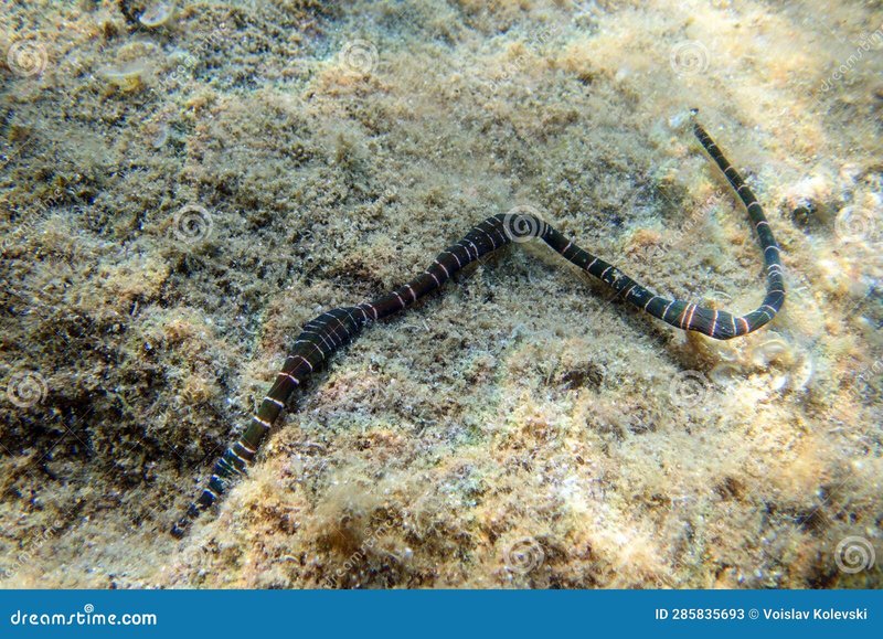 Bootlace Worm Fossils And Ancient Relatives