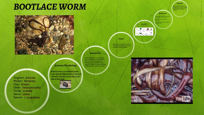 Bootlace Worm Habitat Preferences By Season