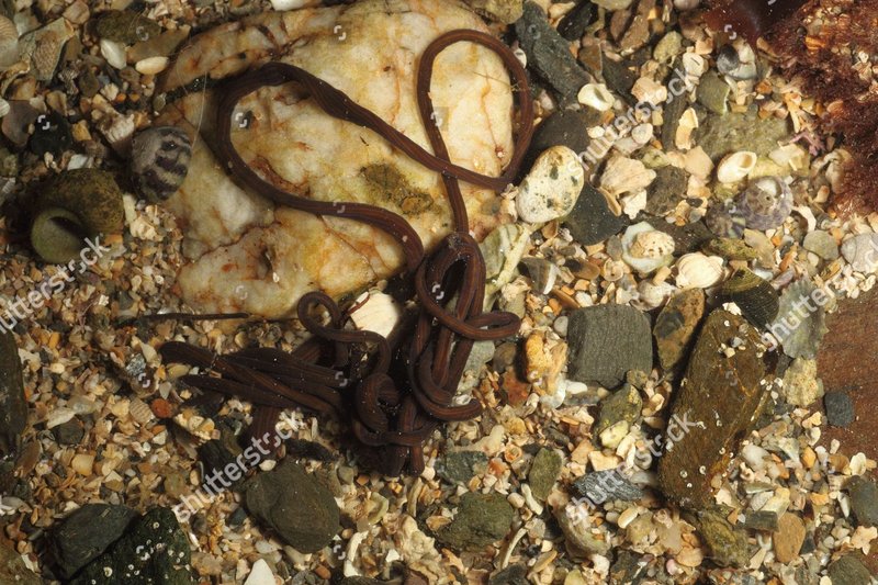 Bootlace Worm Lifespan In Natural Habitats
