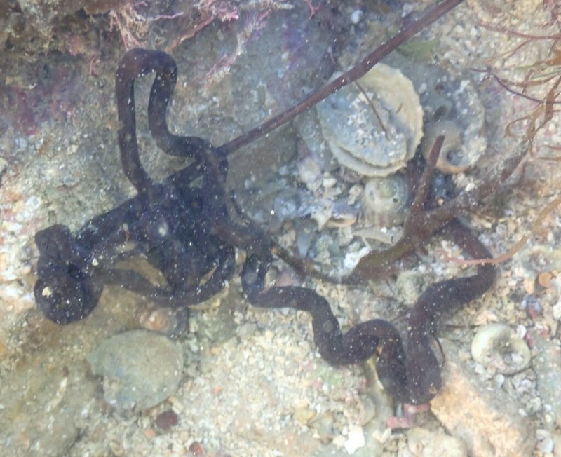 Bootlace Worm Observations For Citizen Scientists