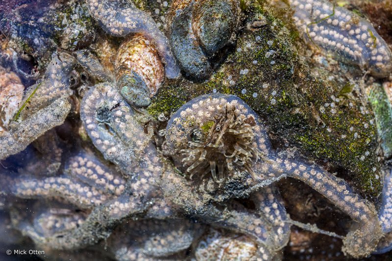 Bootlace Worm Reproduction And Egg Laying Patterns