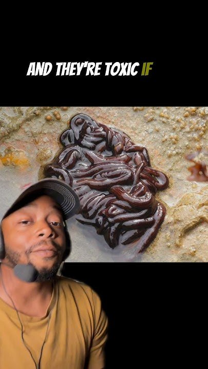 Bootlace Worm Toxic Slime: Composition And Purpose