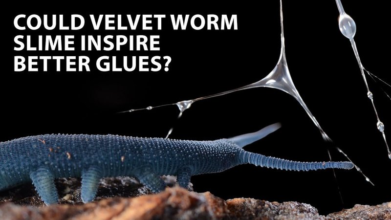 Bootlace Worm Toxic Slime: Composition And Purpose