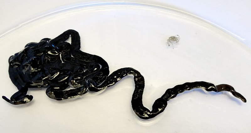 Bootlace Worm Toxic Slime: Composition And Purpose