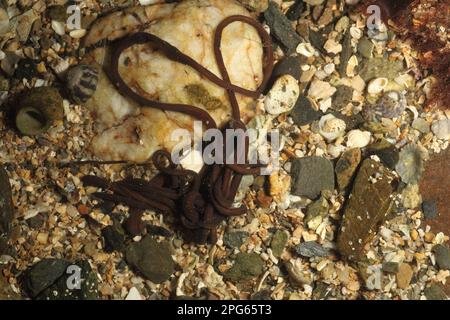 Bootlace Worms And Low-Tide Behavior