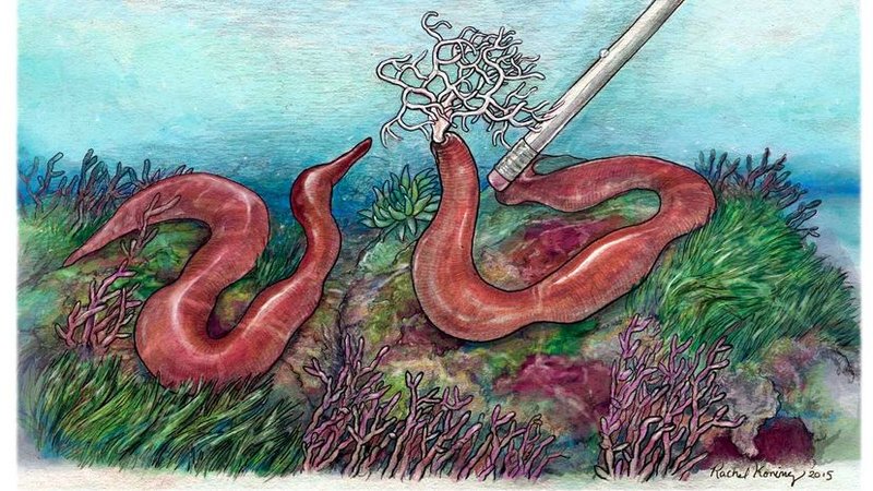 Bootlace Worms: How They Grow To Over 50 Meters
