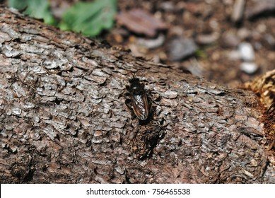 Botfly Host Detection Strategies In Forest Environments