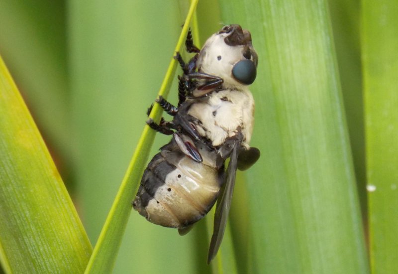 Botfly Host Detection Strategies In Forest Environments