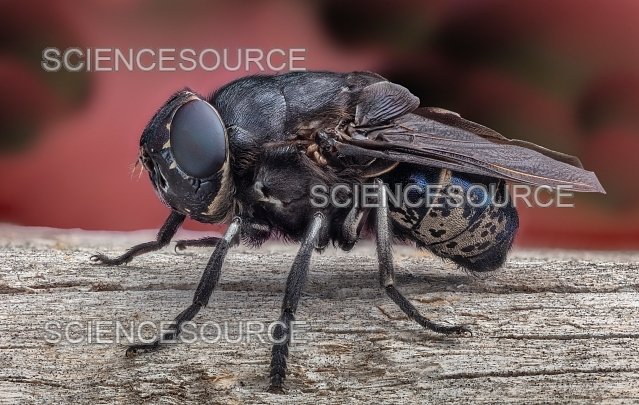 Botfly Host Detection Strategies In Forest Environments