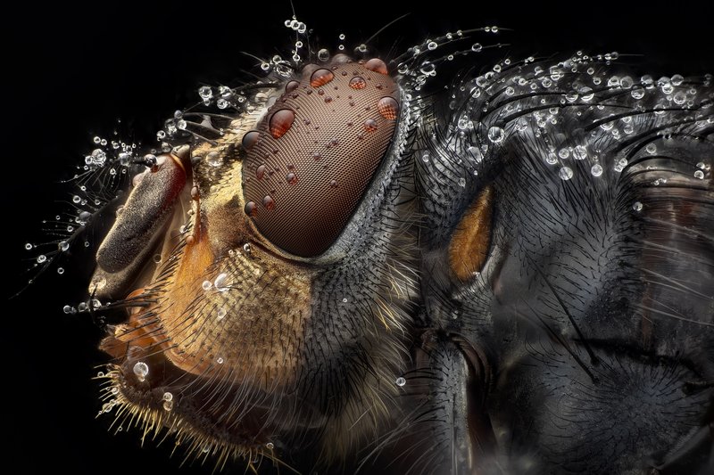 Botfly Host Detection Strategies In Forest Environments