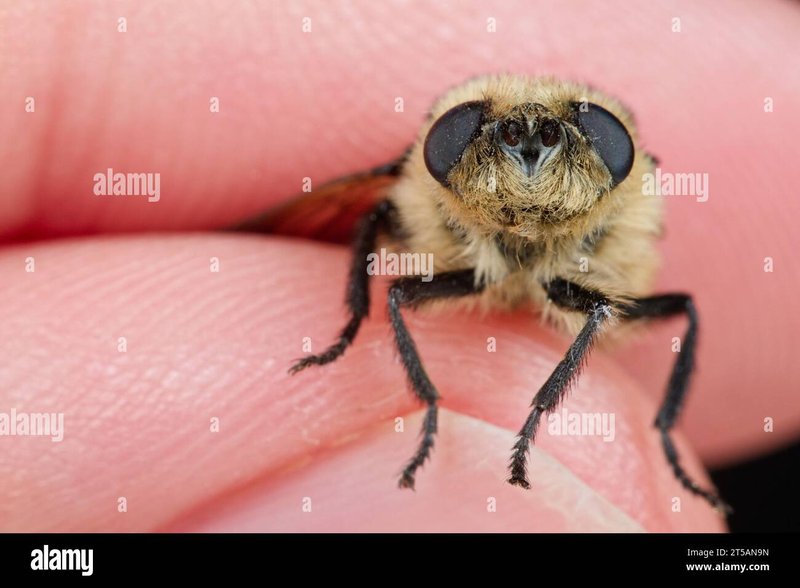 Botfly Host Detection Strategies In Forest Environments