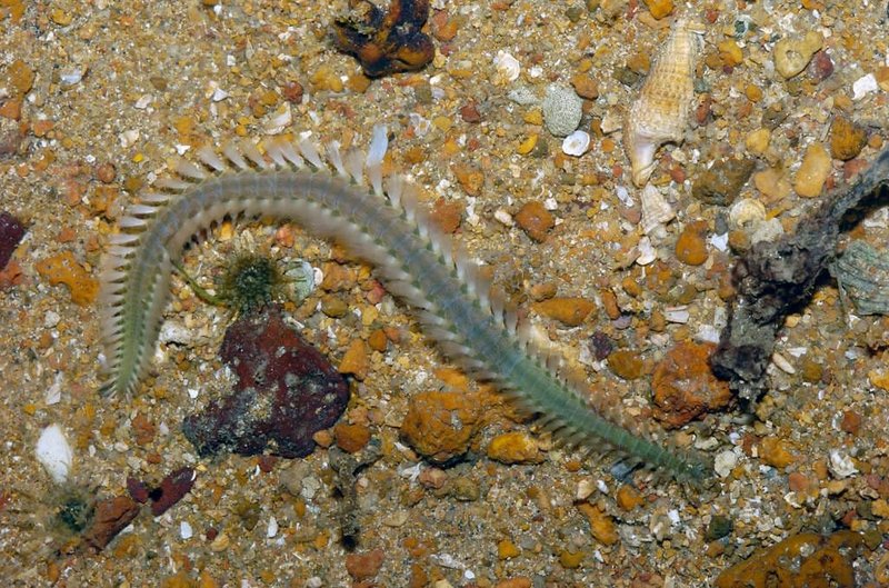 Bristle Worm Diet: Scavenger Or Predator?