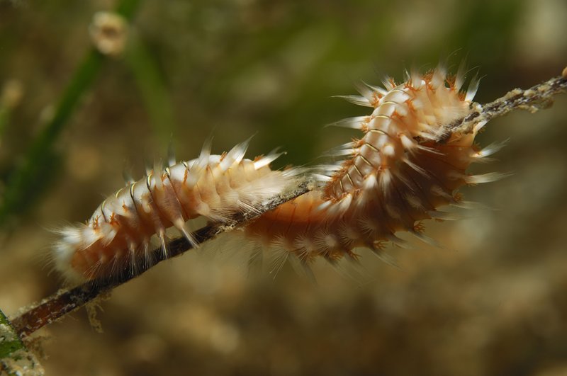 Bristle Worm Spawning: How Often And What To Expect