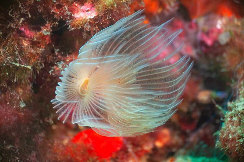 Bristle Worm Spawning: How Often And What To Expect