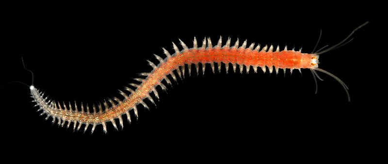 Bristle Worm Spawning: How Often And What To Expect