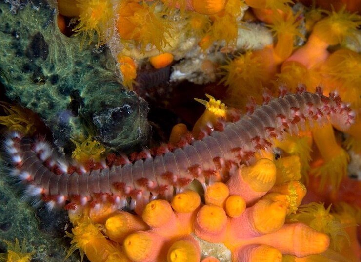 Bristle Worms And Coral Irritation: Myth Or Fact?
