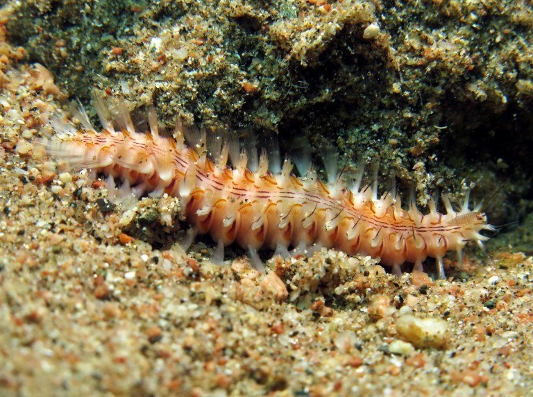 Bristle Worms And Coral Irritation: Myth Or Fact?