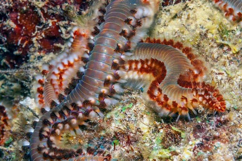 Bristle Worms: Do They Eat Fish Food Or Live Prey?