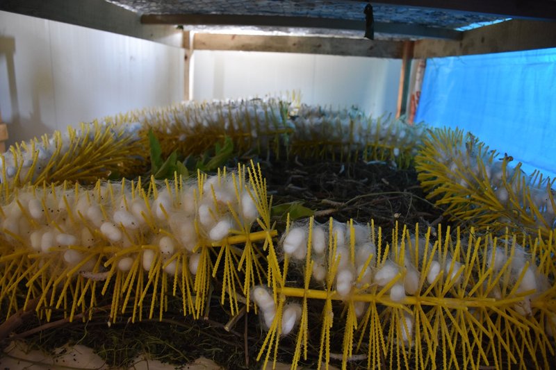 Building A Mini Silkworm Farm In Your Backyard
