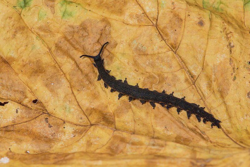 Building A Suitable Habitat For Captive Velvet Worms