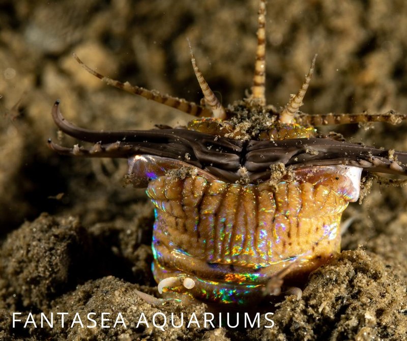 Can Bobbit Worms Be Kept In Home Aquariums?