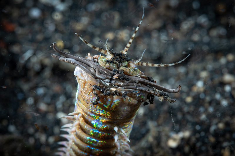 Can Bobbit Worms Coexist With Cleaner Shrimp?