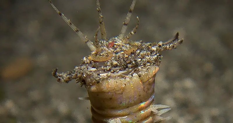 Can Bobbit Worms Pierce Acrylic Or Glass Tanks?