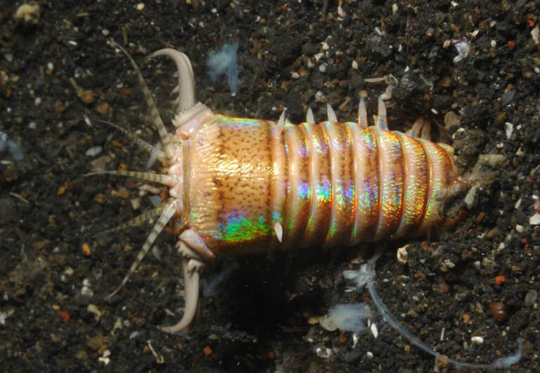 Can Bobbit Worms Regenerate Lost Segments?