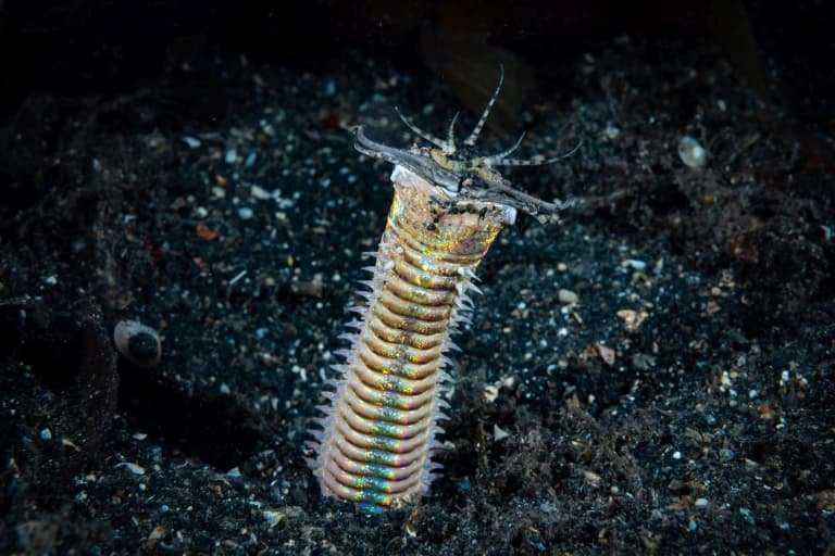 Can Bobbit Worms Smell Or Sense Prey Chemically?