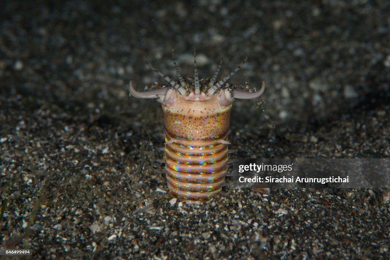 Can Bobbit Worms Smell Or Sense Prey Chemically?