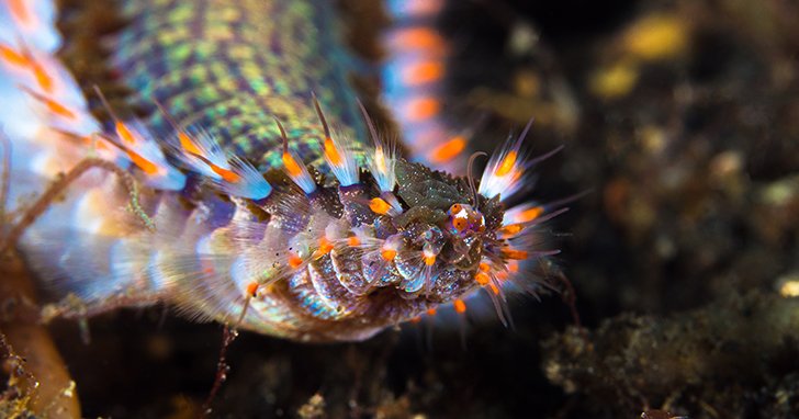 Can Bristle Worms Damage Live Rock Or Corals?