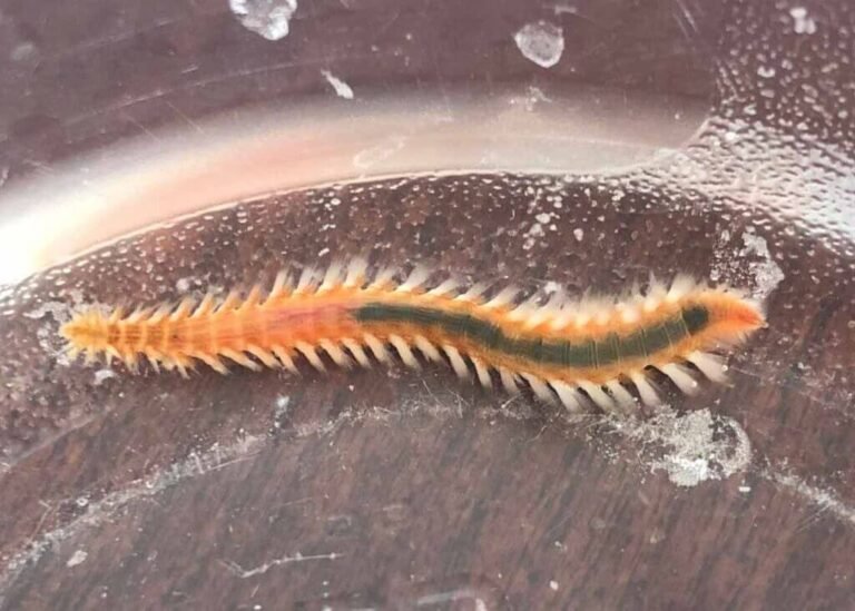 Can Bristle Worms Regenerate When Cut?