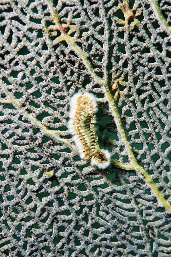 Can Bristle Worms Regenerate When Cut?